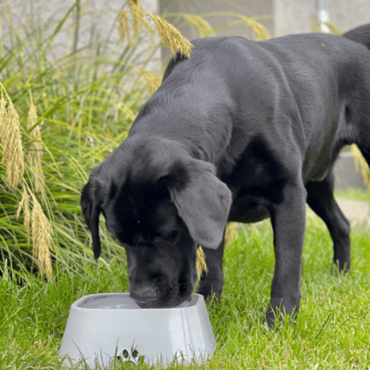 Agustus | No Splash Pet Water Bowl